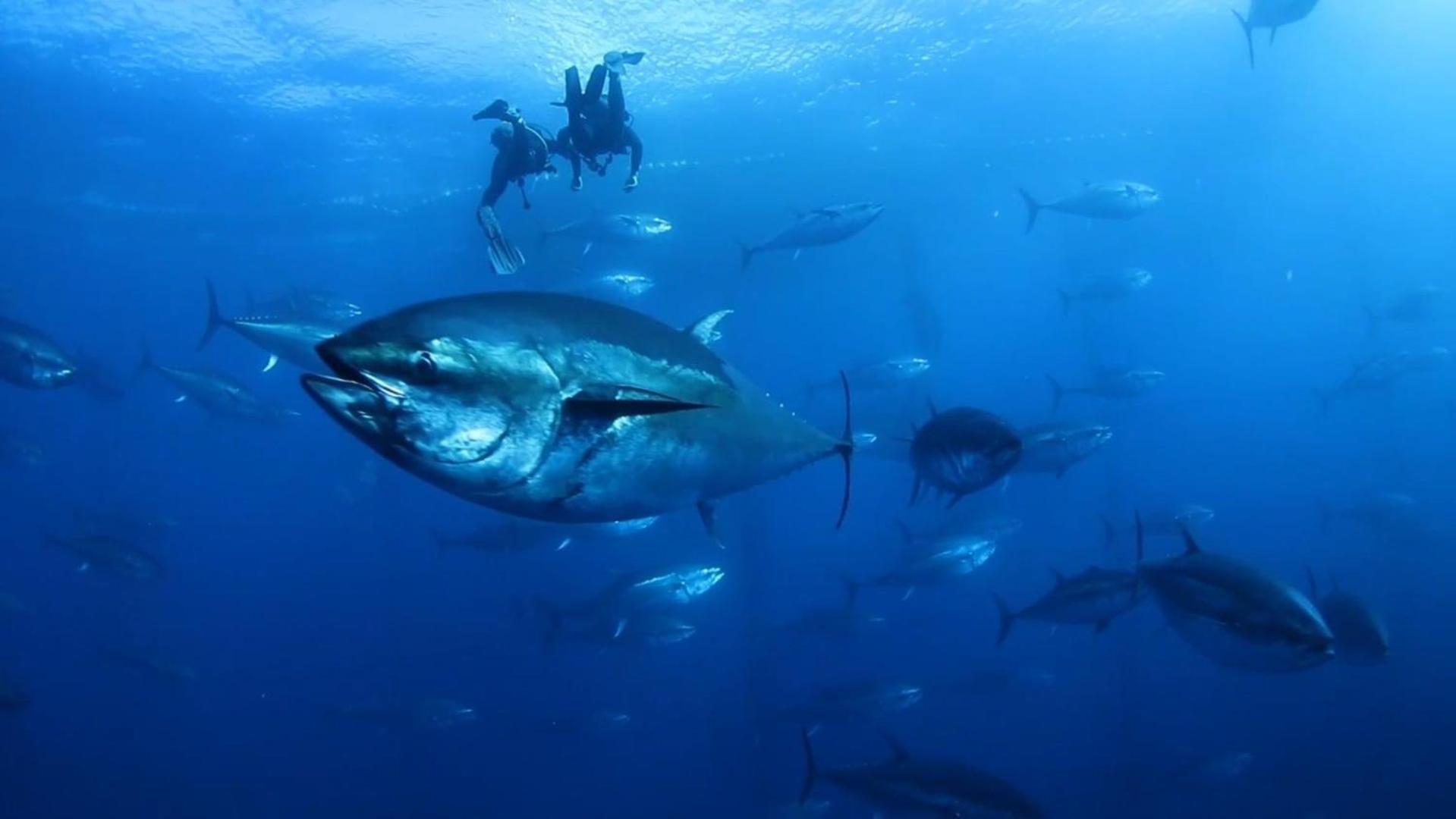 Nautic Διαμέρισμα L'Ametlla de Mar Εξωτερικό φωτογραφία